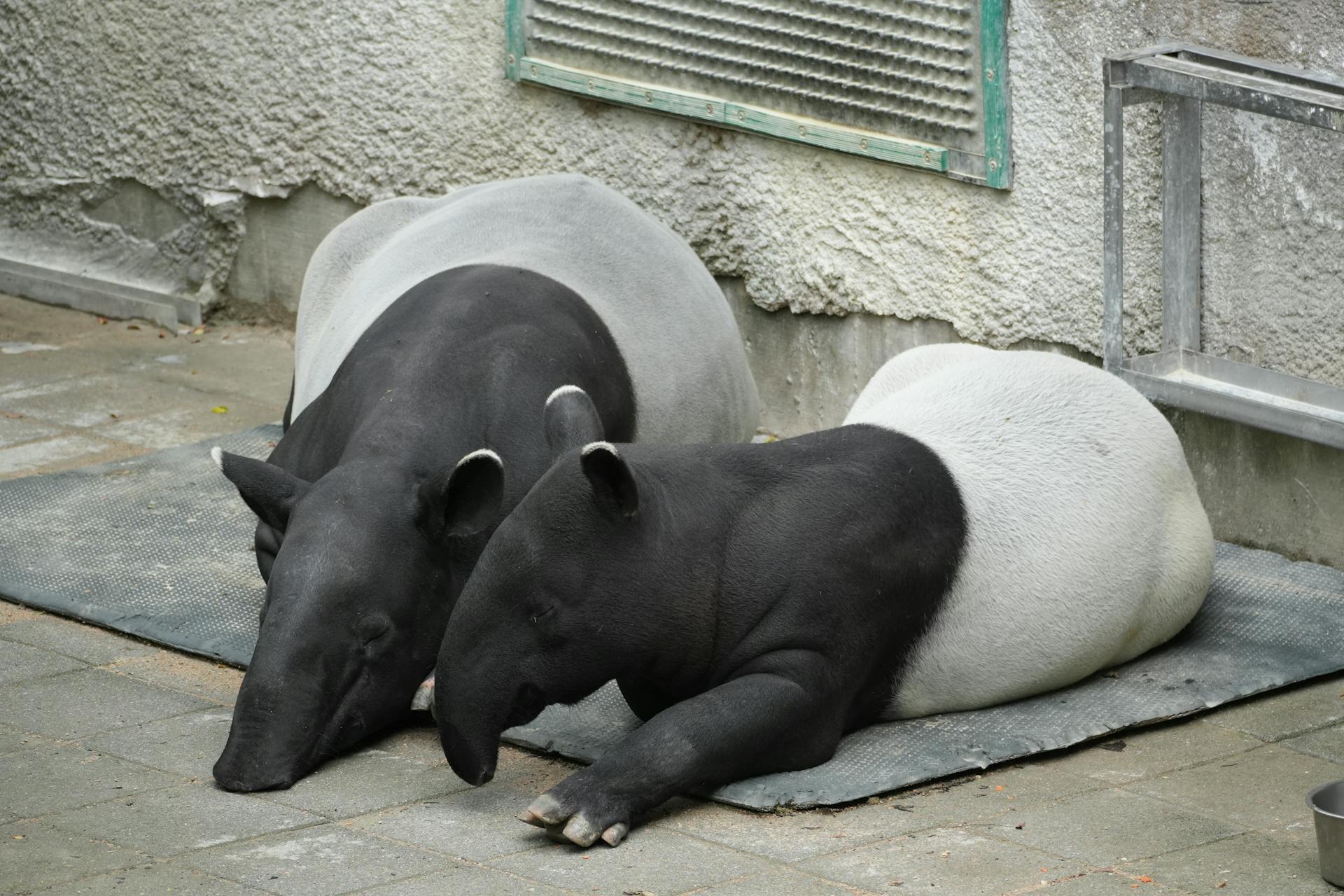 Tapir